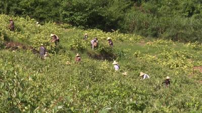 店子镇：金银花开金银来