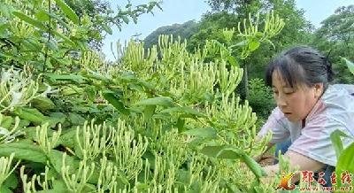 湖北口回族乡：“小药材”搭起群众致富桥