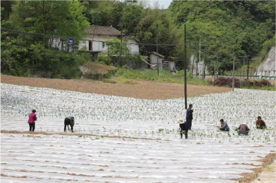 十堰郧西：订单辣椒“蔬”写好“钱”景