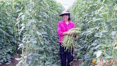 香口乡：大棚蔬菜采收忙 端午节保供不断档
