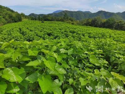 销售收入70万元！六郎乡桑蚕铺就致富路