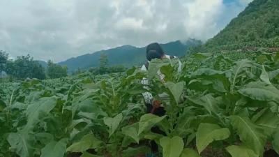 县烟草专卖局为烟叶丰收“保驾护航”
