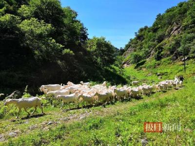郧西马头山羊产业蹚出致富“羊”光道
