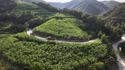 十堰郧西：菌草产业筑牢流域生态大屏障