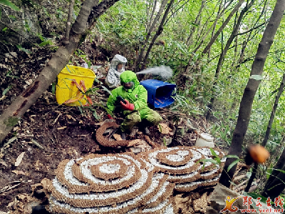 香口乡沉溪河村：致富有“钱”景 林下好“蜂”景