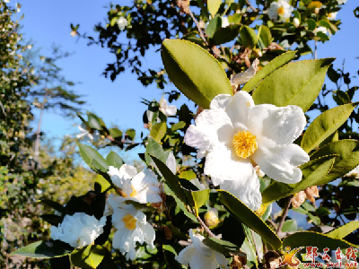 马安镇：油茶盛开“致富花”