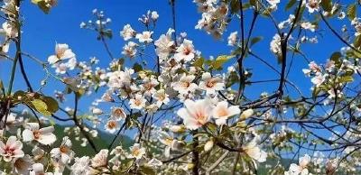 景阳乡：桐花满山“丰”景来