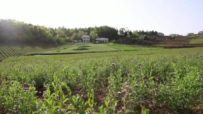 【郧西视点】药材飘香 致富“有方”