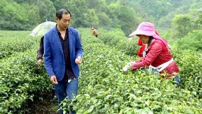 马安镇：福地马安茶飘香  万亩茶园采摘忙