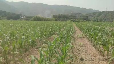 上津镇郭家渡村：大豆玉米复合种植促增收