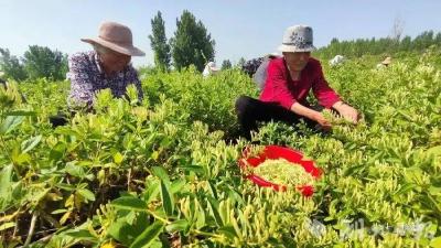 夹河镇：金银花开“金银”来！