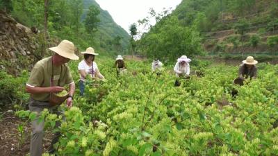 十堰郧西：念活“林”字经 铺就致富路