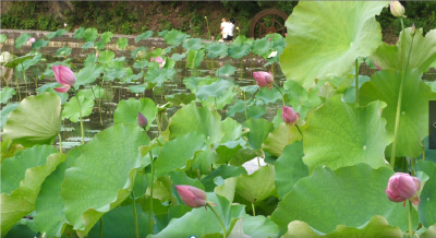 十堰郧西：“荷塘月色”花正开