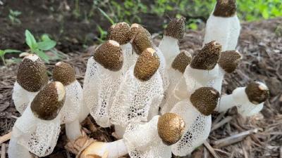 【郧西视点】“小竹荪”撑起“致富伞”
