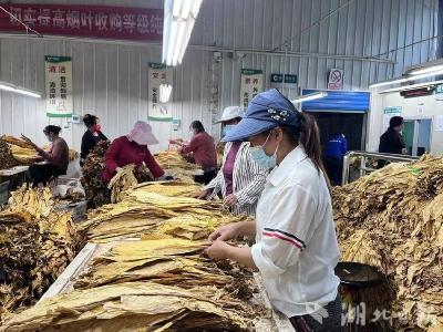 【聚力建功支点 推进二次创业】增收500万元！关防乡烟叶产业带农托起“金色希望”