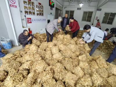 【聚力建功支点 推进二次创业】羊尾镇香料烟产业助农增收160万