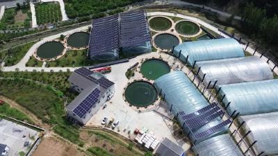 【聚力建功支点 推进二次创业】郧西打造“智慧渔光互补”立体生态产业模式