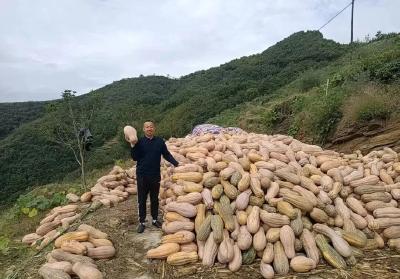 【聚力建功支点 推进二次创业】羊尾镇“订单南瓜”助农增收