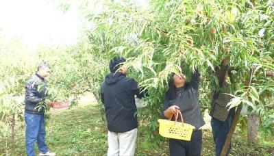 【聚力建功支点 推进二次创业】产值150万元！上津镇冬桃铺就“甜蜜”路