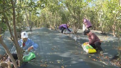 这个地方，小果子结出千万产值！