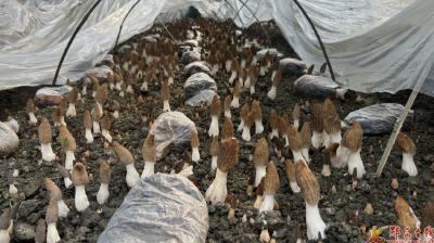 羊尾镇：羊肚菌铺就产业振兴路