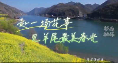 赴一场花事 见羊尾最美春光