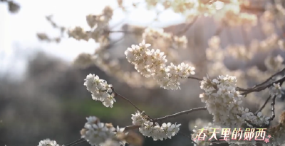 十堰郧西：樱桃花开“醉”春光