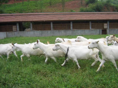 “羊”帆起航！香口乡万只马头山羊场开工