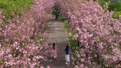 莫摇花枝造“花雨”  文明赏景方留香