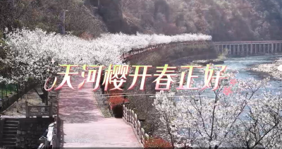 天河樱开春正好