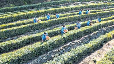 上茶山，把郧西春天“一饮而尽”！