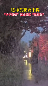 这般“赏花”太煞风景！网友：请文明赏花！