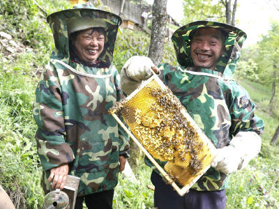 堵河源保护区：林下养蜂蜜甜民富