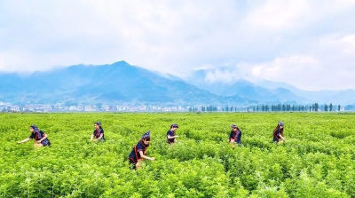 “黄冈臻品”何以“出山越海出圈”