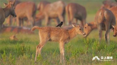 湖北石首：麋鹿重回长江 野外种群达2500头