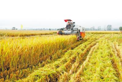 荆州：建设国家级农产品集散基地