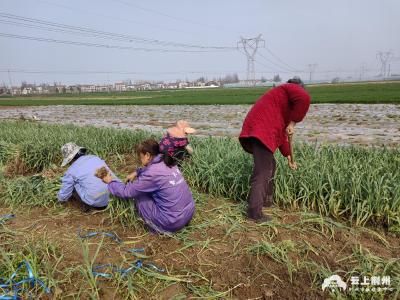 记者走基层|荆州区弥市镇：探索虎渡河生态农业发展