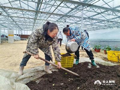 记者走基层丨大棚育苗忙 增收有希望