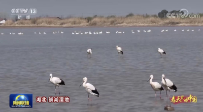 荆州这里登上央视