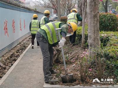 荆州：补植增绿 让文明城市“绿”意更浓