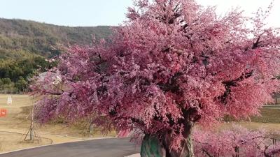 楚韵千年玉石首 春风十里桃花山！2023石首桃花山旅游季