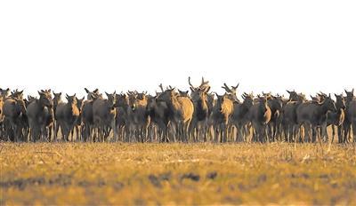 近500头！石首野外麋鹿种群数量逐年增长