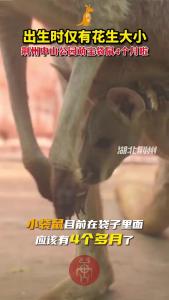 出生时仅有花生大小 荆州中山公园萌宝袋鼠4个月啦