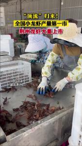 “顶流”归来！全国小龙虾产量第一市 荆州龙虾大量上市