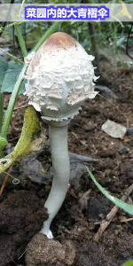 荆州疾控紧急提醒：谨防大青褶伞中毒