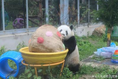 萌兰、花花、和叶，生日快乐 