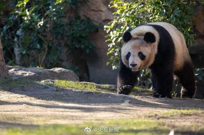 “圆梦”明天回国