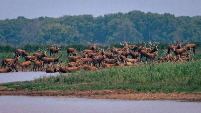今年，石首麋鹿保护区添460头小麋鹿