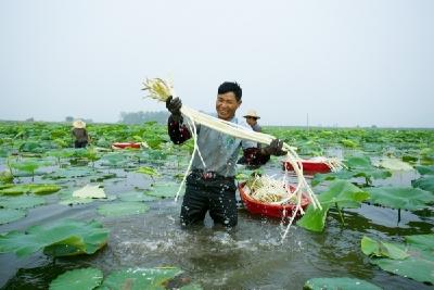 首届“盒马村”大会召开，湖北荆州等6家盒马村授牌成立