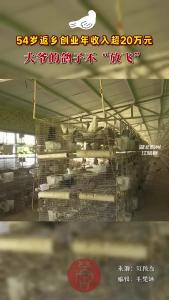 大爷的鸽子不“放飞” 54岁返乡创业年收入超20万元